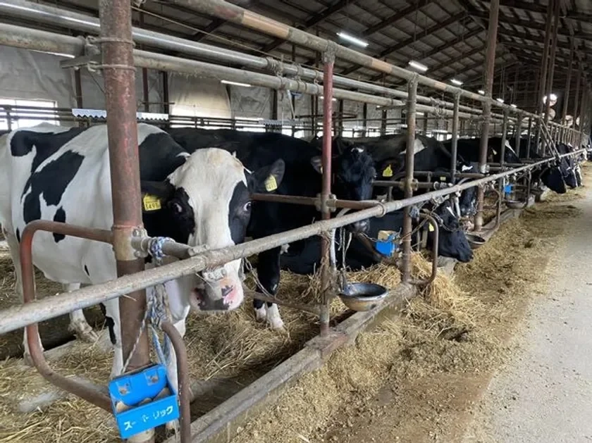Dairy Cows in Bifuka Town