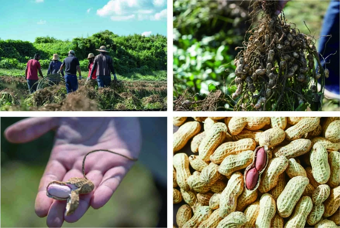 A collage of four images showing peanut harvesting and the peanuts themselves: people harvesting in a field, peanut plants with pods attached to roots, a hand holding a partially shelled peanut, and a pile of shelled peanuts.