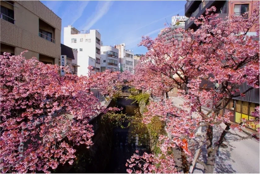 Cherry blossoms in Atami city