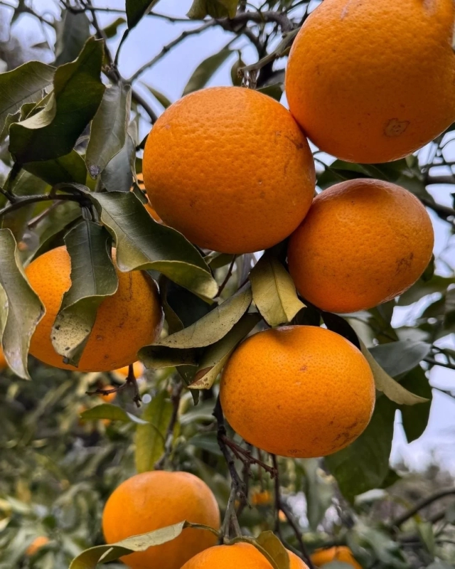 Mandarins on tree