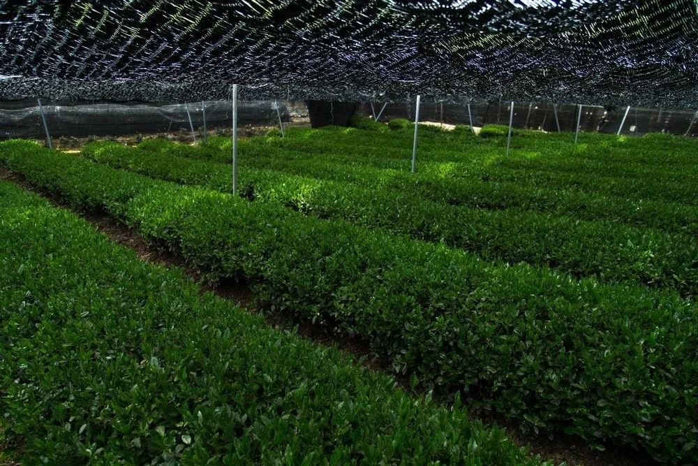 Tea Field Covered with Shade Nets