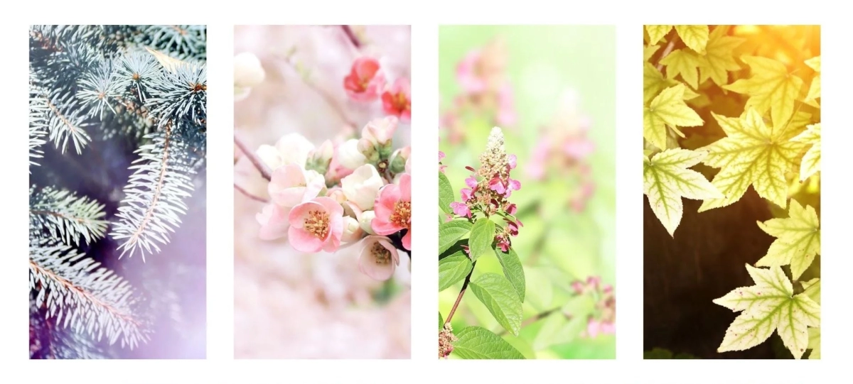 A collage of four vertical images depicting plants across different seasons: blue-green conifers, light pink blossoms, spiky pink flowers, and sunlit yellow-green leaves
