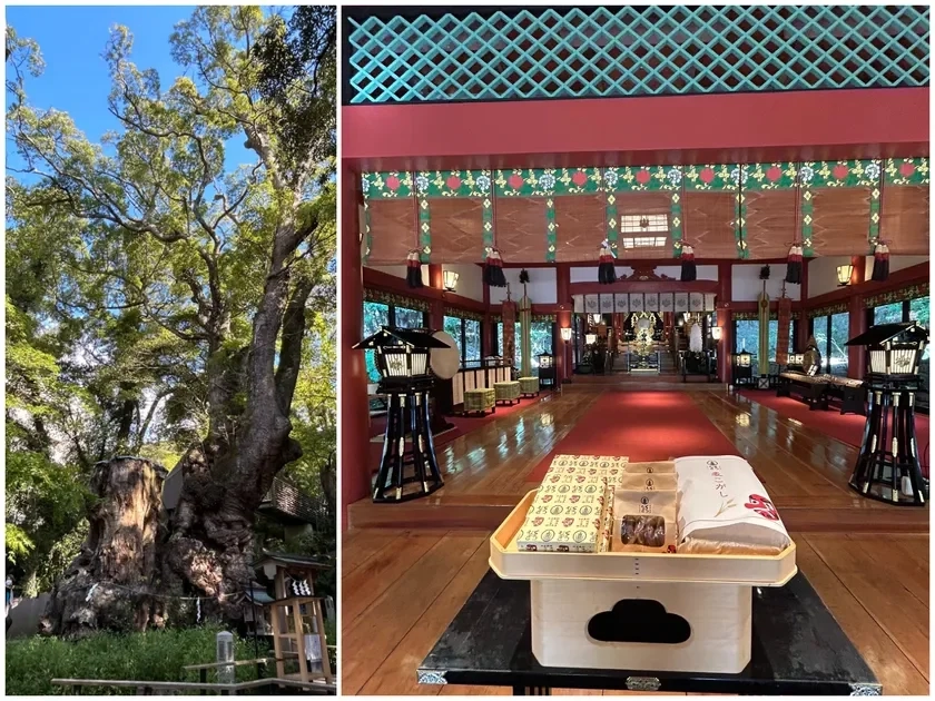 Kinomiya Shrine / Sacred Camphor Tree