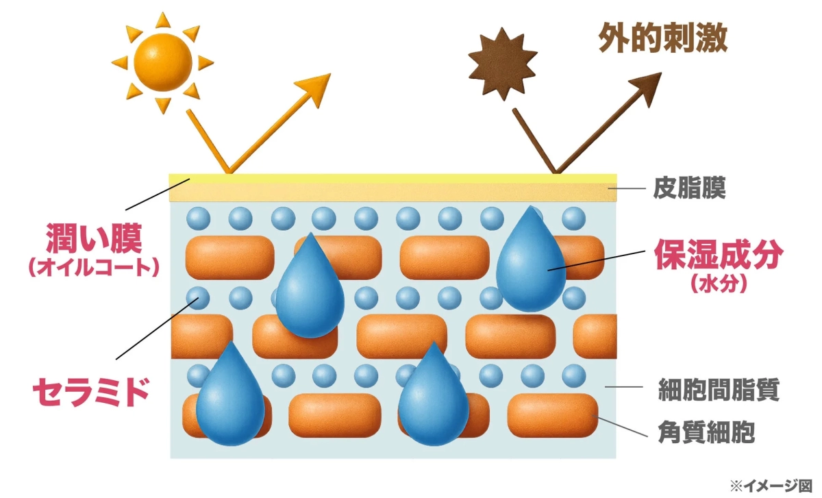 Skin Barrier Diagram