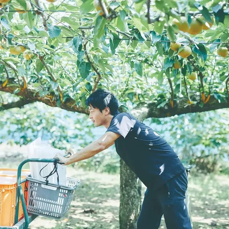 Man working in a pear orchard