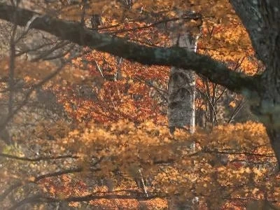 Autumn forest with orange and yellow leaves