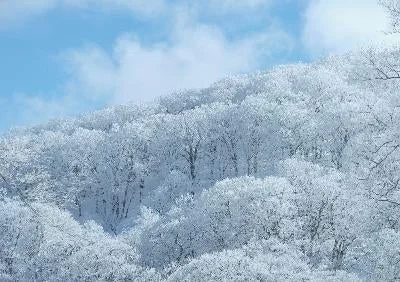 Snow-covered mountain trees