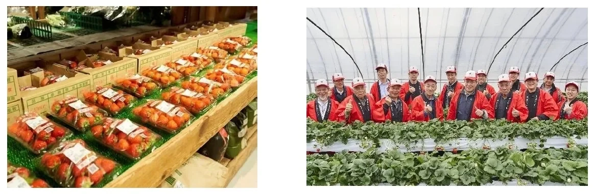 Packaged Strawberries