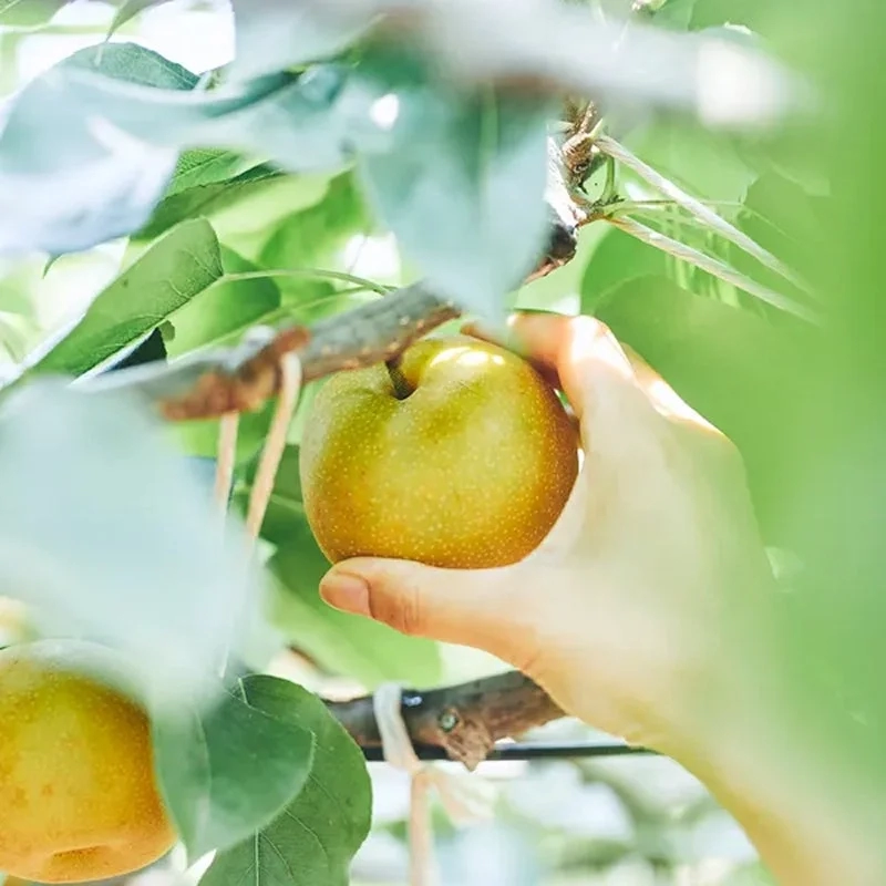 Hand picking a pear in an orchard