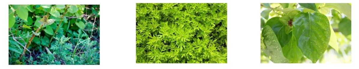 Three distinct plant leaves