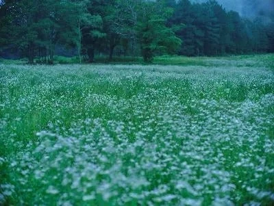 Field of white flowers with forest in background