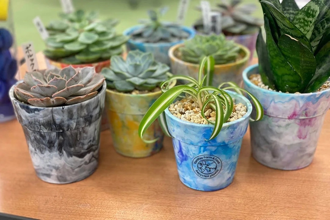 Various recycled plastic flowerpots with different succulents and plants on a wooden surface
