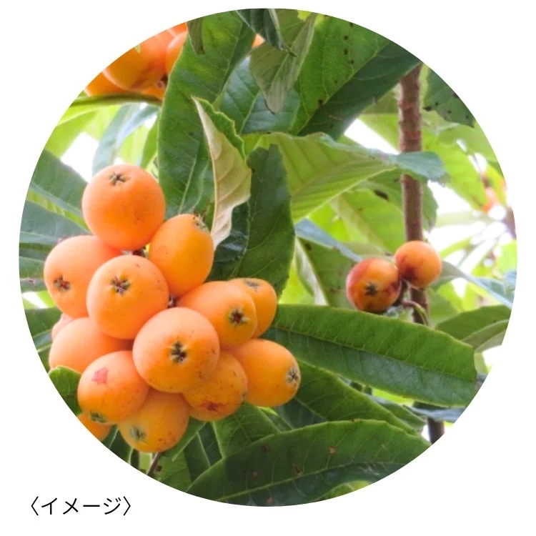 Biwa fruit
