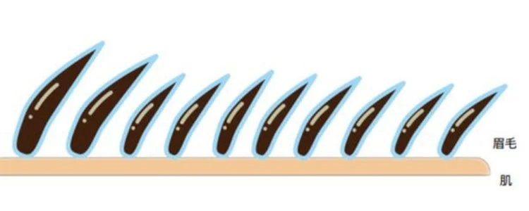 Eyebrow skin illustration