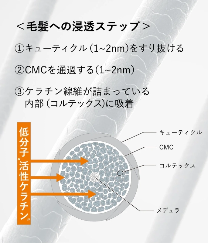 Keratin penetration diagram