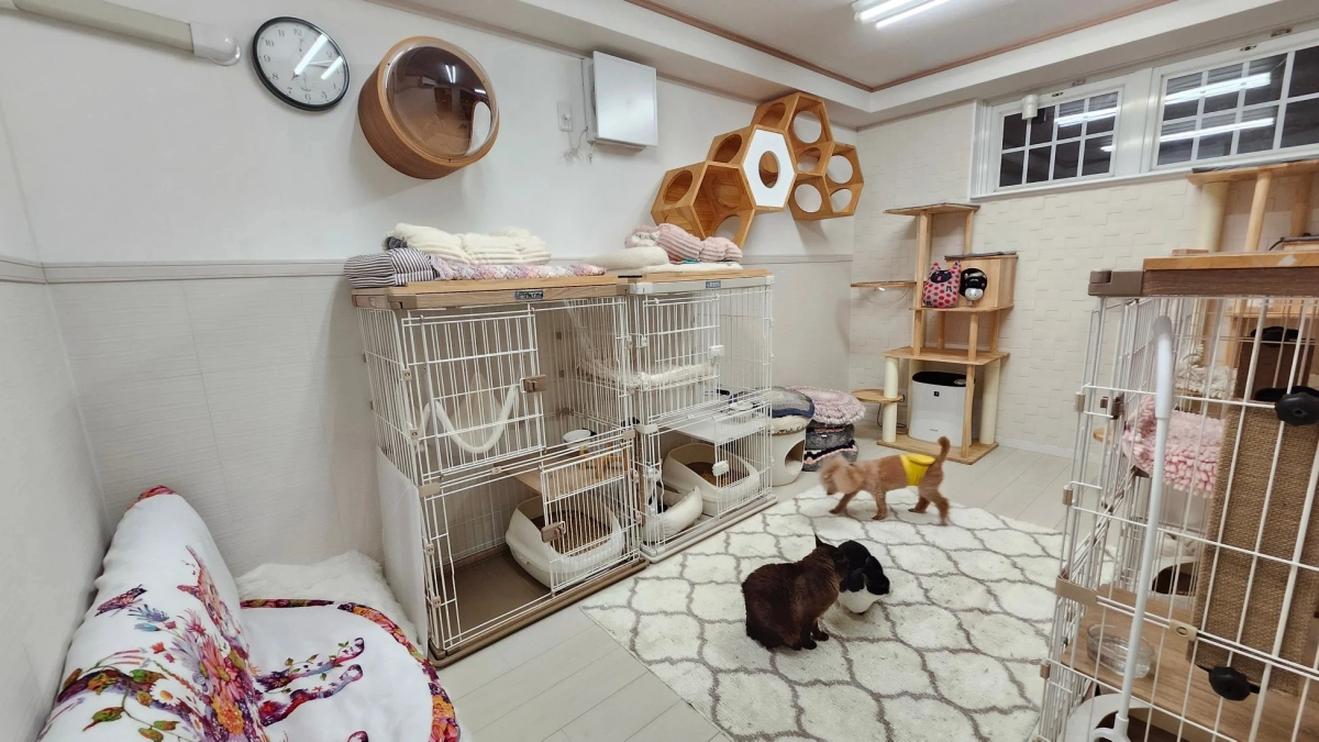 A comfortable and spacious pet room with a cat tree and various pet amenities