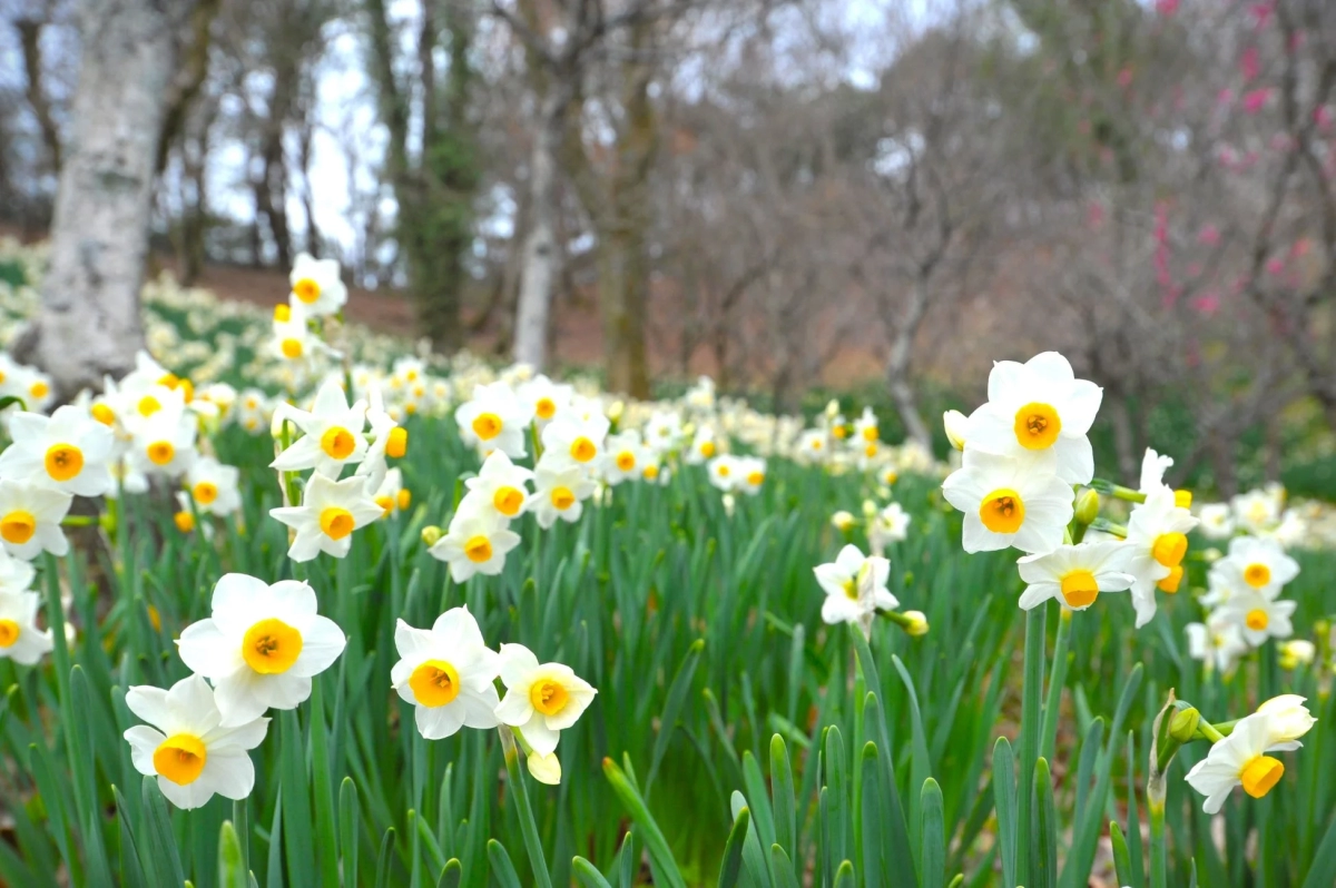 Field of white and yellow Japanese Daffodils