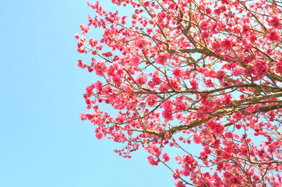 Pink Japanese Apricot blossoms against a blue sky