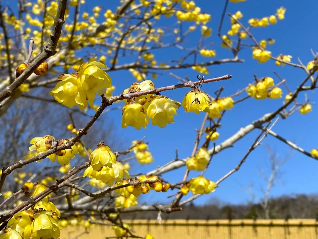 Close-up of vibrant yellow Wax Plum flowers