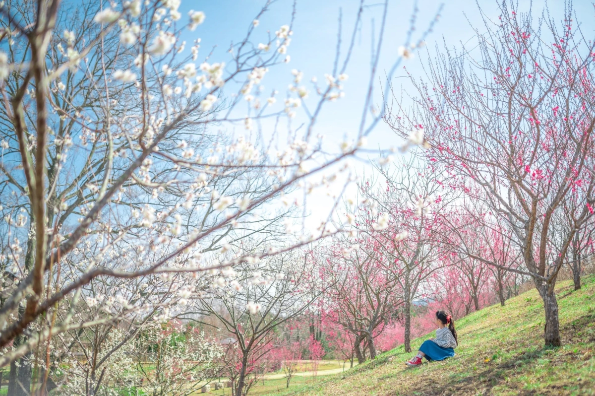 A woman sitting in a plum grove at Sanuki Mannou National Park