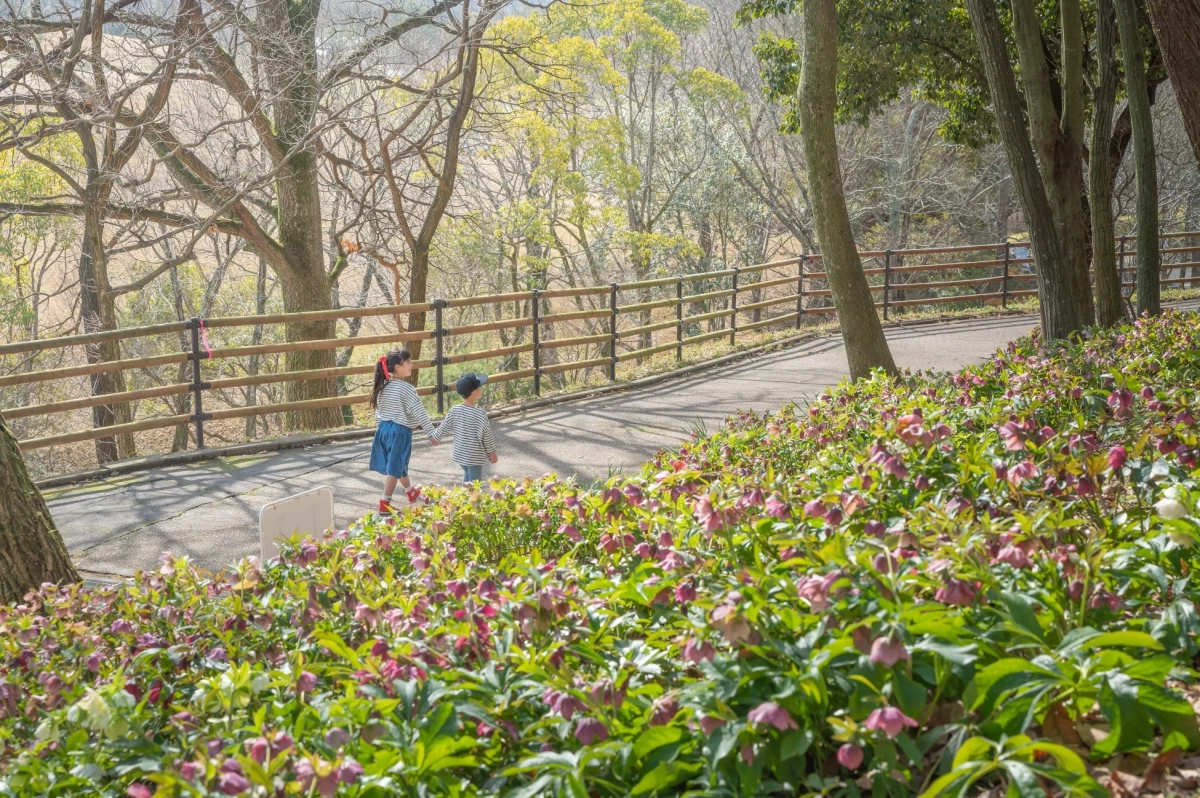 A self-guided tour signboard in a field of Christmas Roses