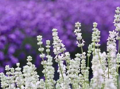 White Lavender Field