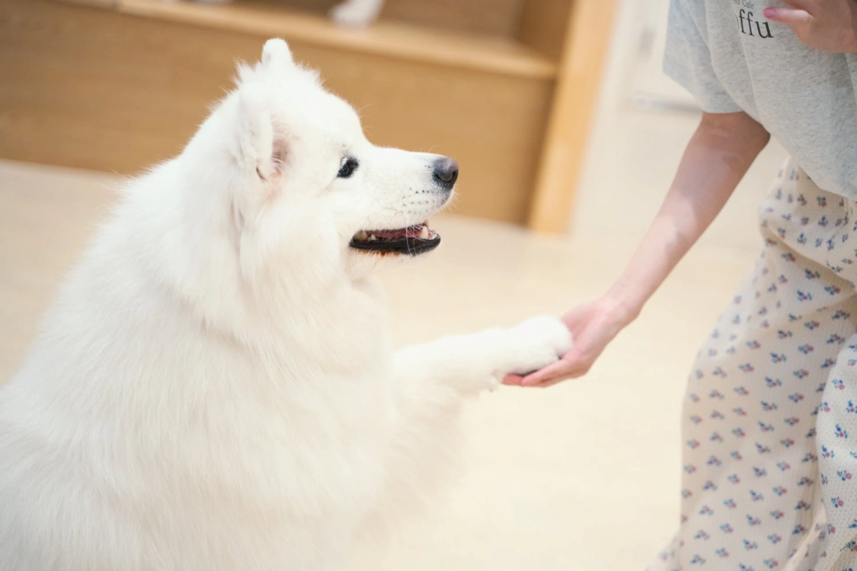A fluffy Samoyed interacting with a person