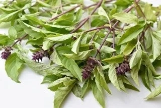 Holy Basil