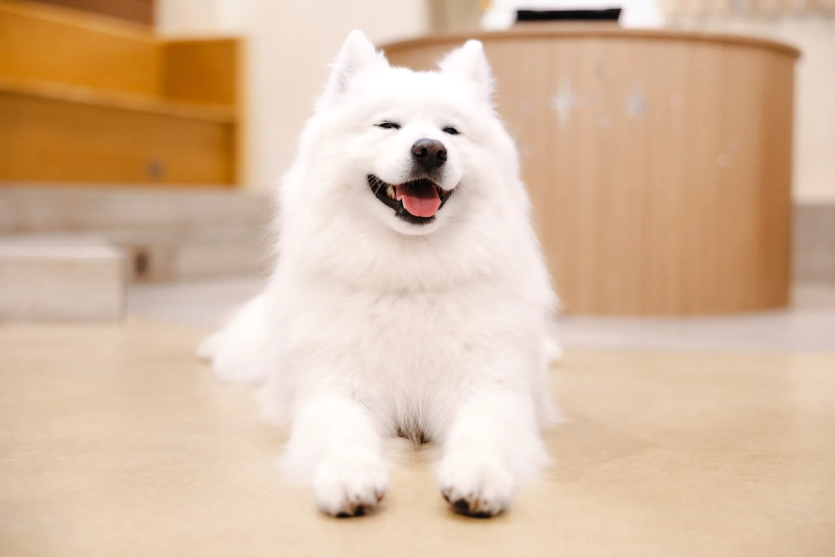 Smiling Samoyed dog relaxing indoors