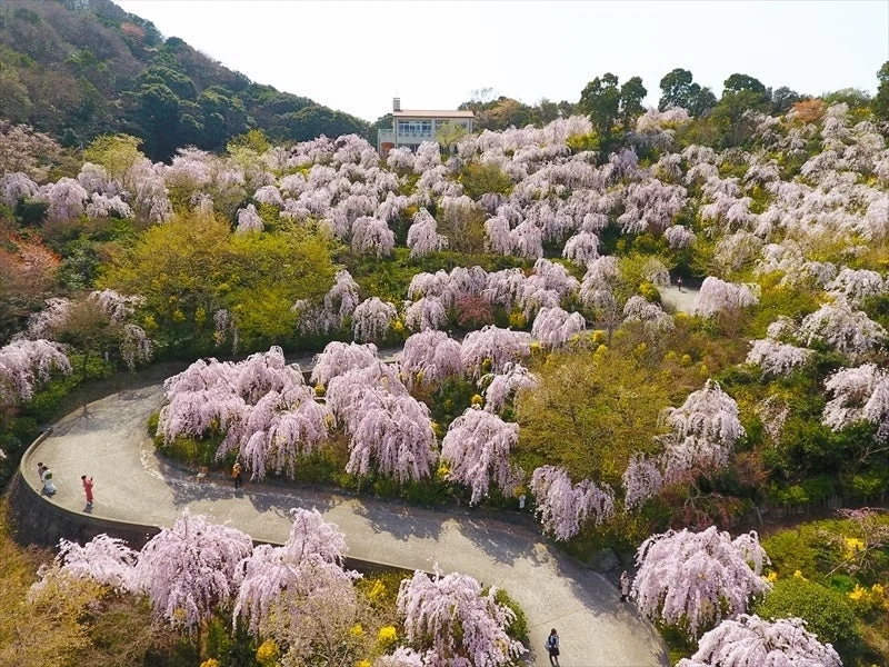 Weeping cherry blossoms on a hill