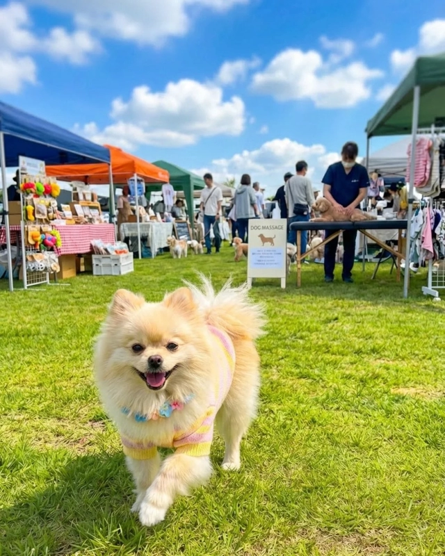A beautifully dressed Pomeranian walks happily at an outdoor dog event, with dog massage and other stalls in the background.
