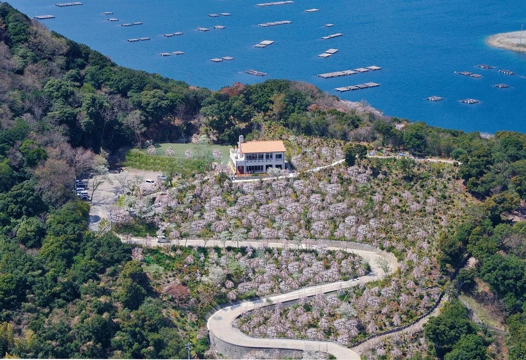 Aerial view of cherry blossoms and the sea