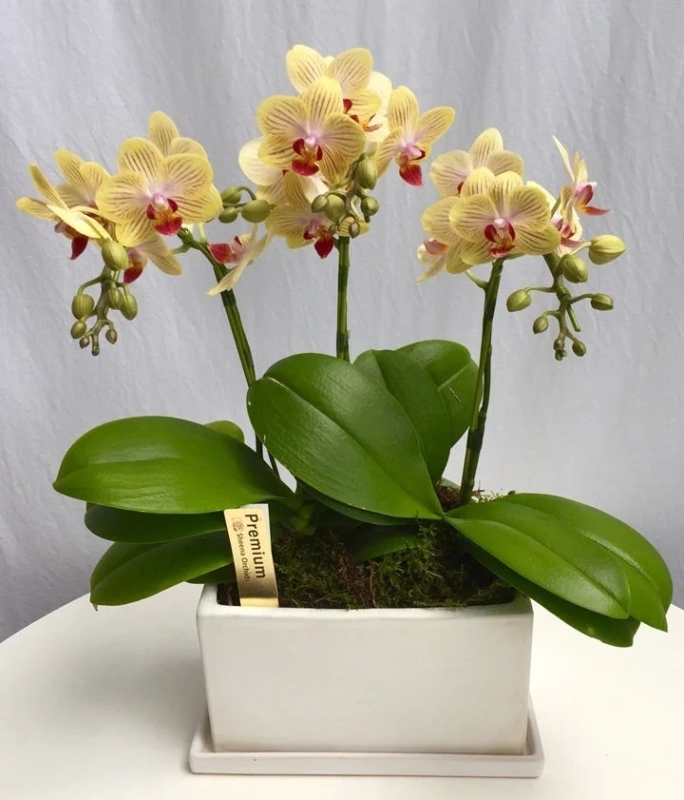 Gold Baby Mini Phalaenopsis