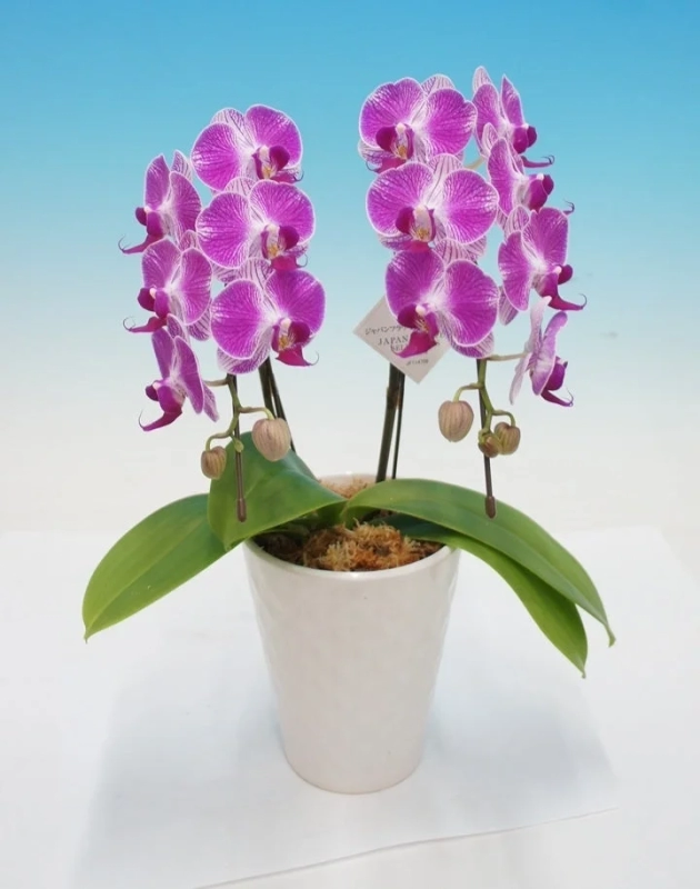 Shia Purple Mini Phalaenopsis