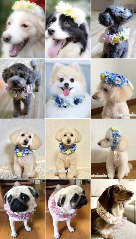 Collage of various dogs wearing flower crowns