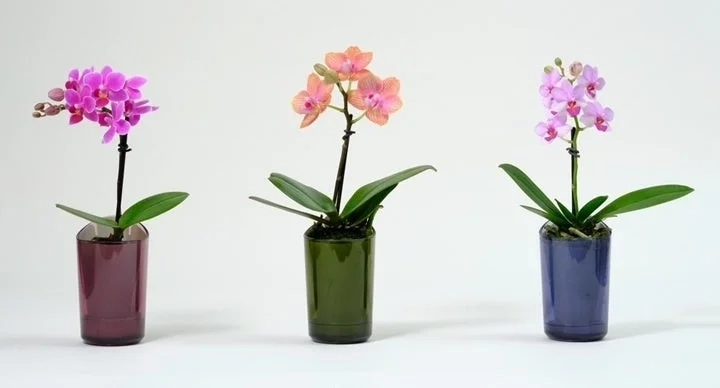 Ranto Pot Mini Phalaenopsis